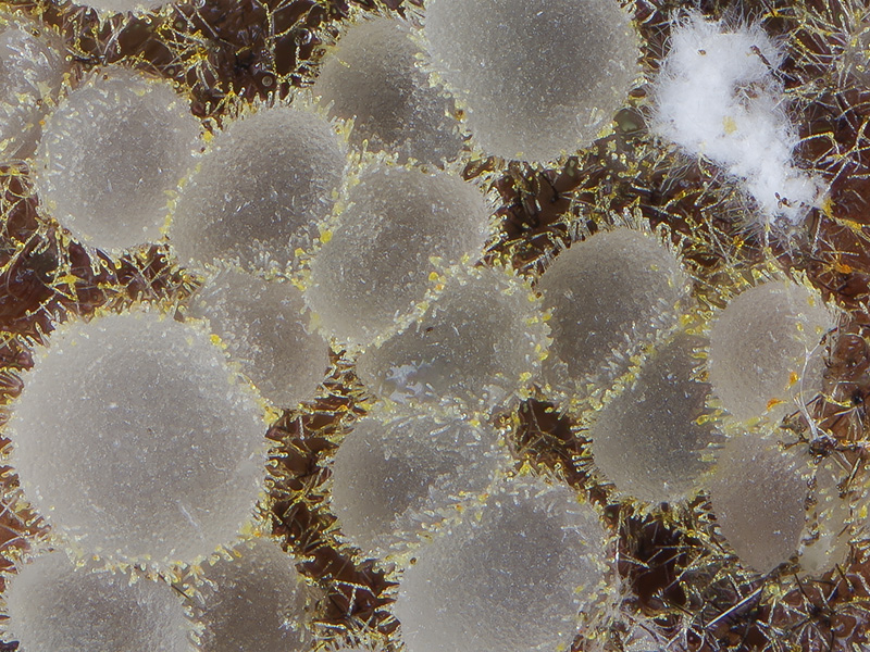 Arachnopeziza delicatula Arachnopeziza delicatula